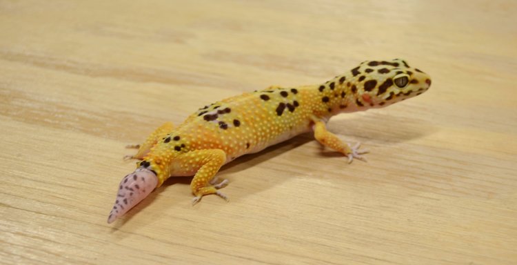 Tail Loss in Geckos  