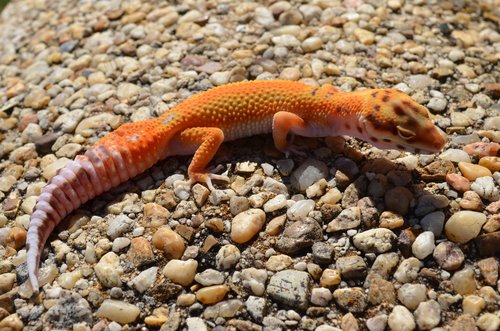 how do geckos breed