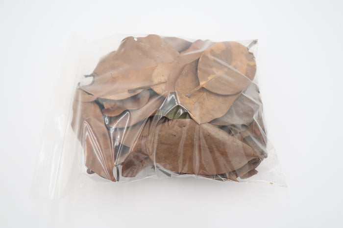 Magnolia Leaf Litter (2 Gallon)