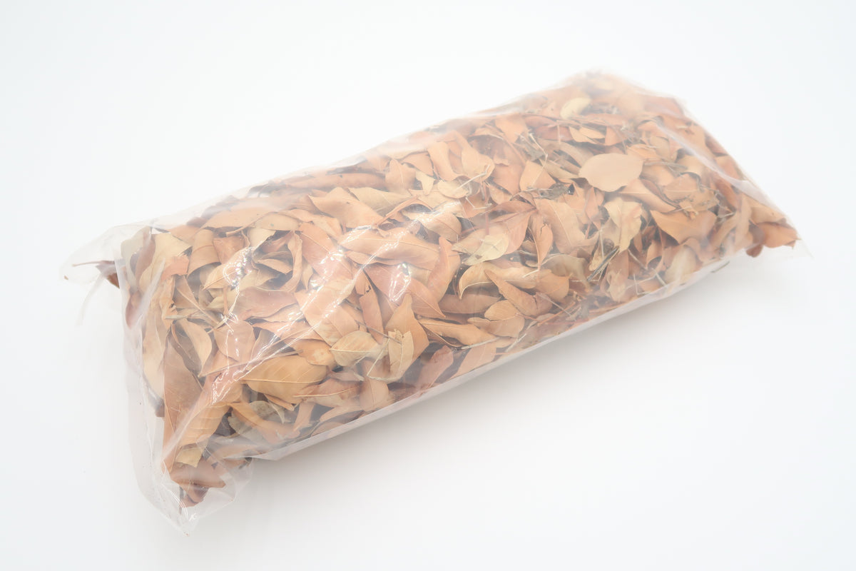 Designer Mix For A Bearded Dragon Leaf Litter photo