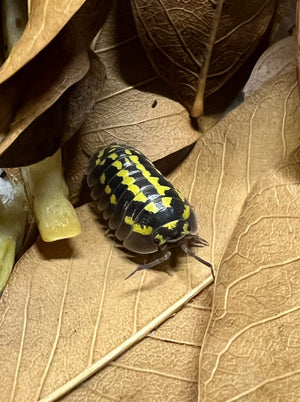 Close up of Yellow Spotted Isopod