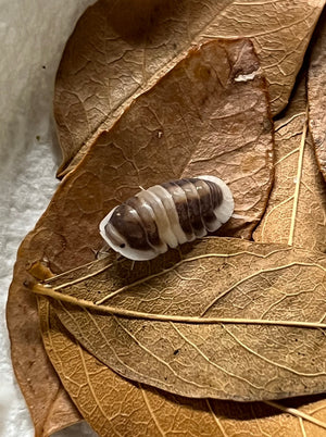 Close up of Cappuccino Isopod