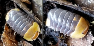 Rubber Ducky Isopod