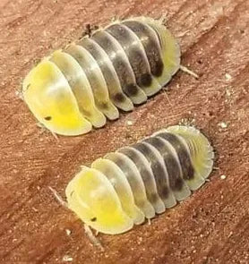Pair of Jupiter Isopods