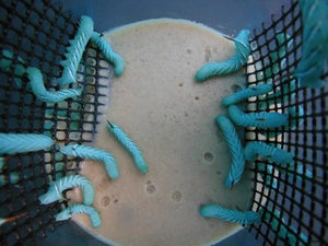 25ct hornworms packaged with food in a container