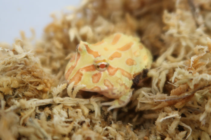 Albino Pacman Frog