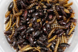 Lesser Mealworms and Buffalo Beetles