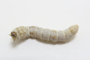 Silkworm for sale