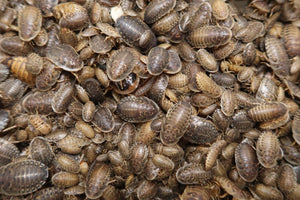 Dubia Roaches