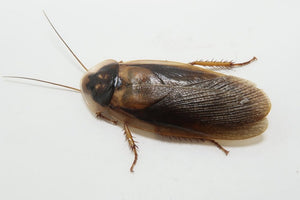 Adult Male Dubia Roach
