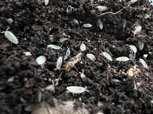Group of dwarf white isopods
