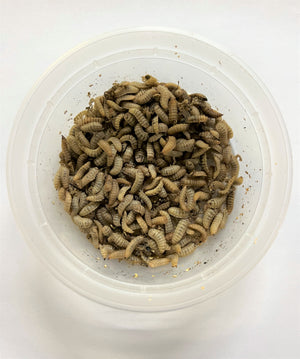Black Soldier Fly Larvae for sale in a container