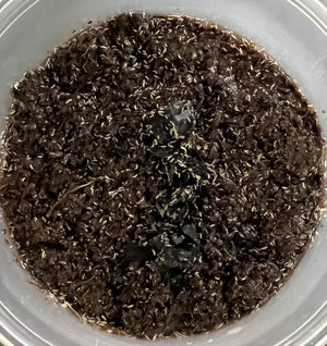 Springtail Culture for sale