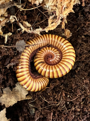 Giant Texas Gold Millipede close up