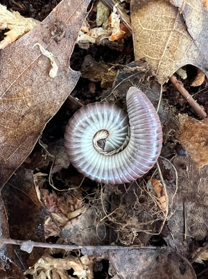 Purple Ivory Millipede close up