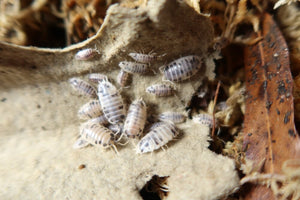 Group of dairy cow isopods