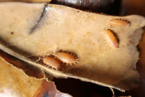 Group of powder orange isopods
