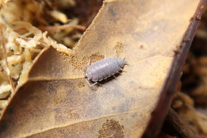 Individual powder blue isopod