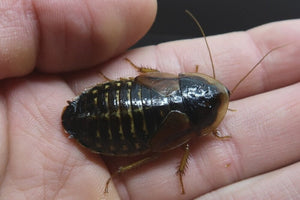 Adult Female Dubia Roach