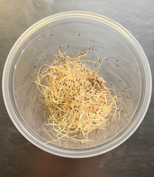 Melanogaster Fruit Fly culture with lid off showing packaging