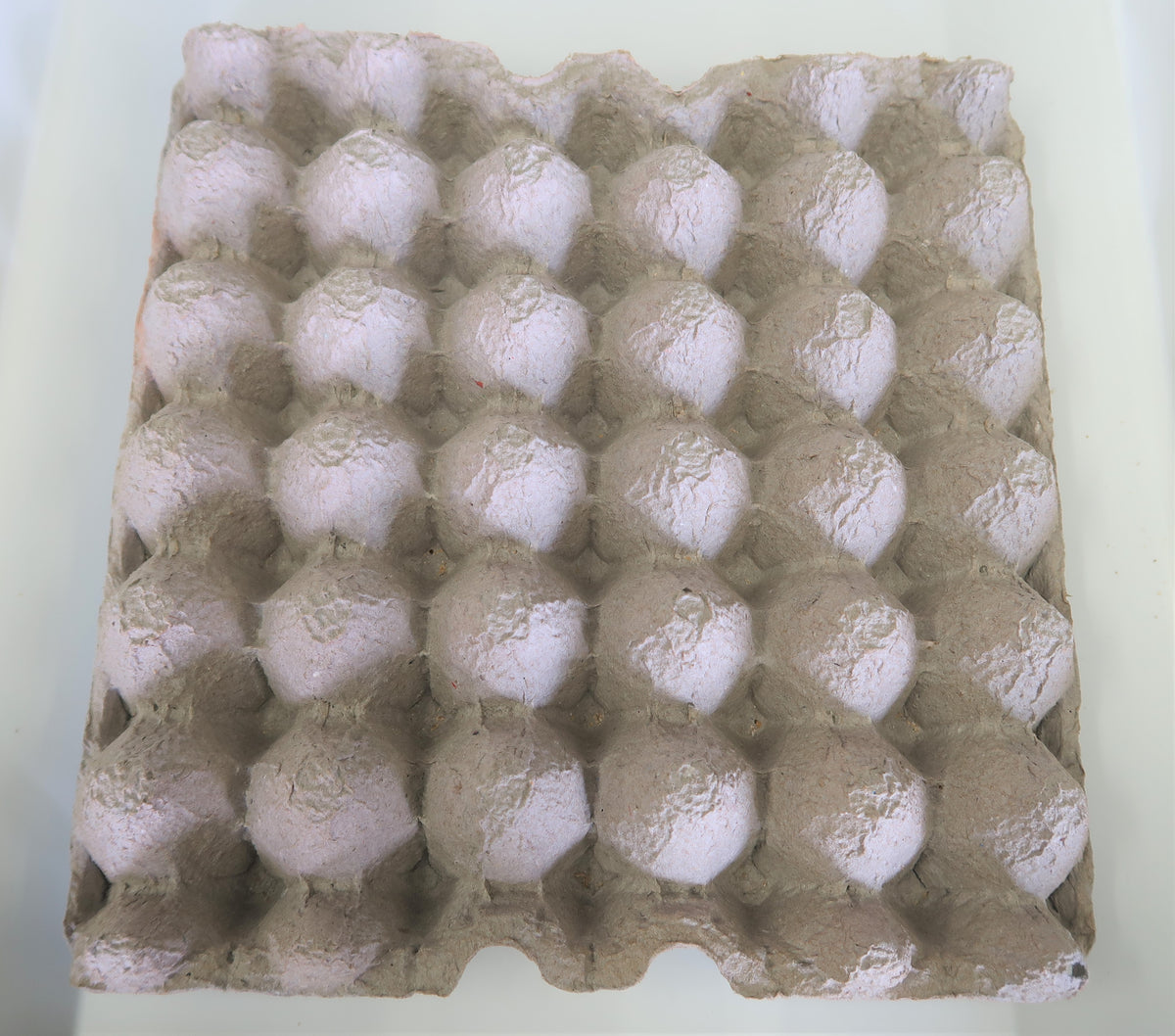 Picture of Dubia Roach Breeder Bundle – Reptilian Arts