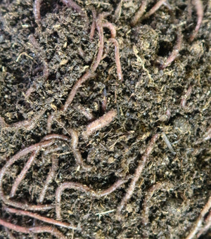 Red Wiggler Worms