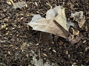 Dwarf purple isopods