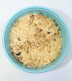 250ct waxworm for sale in container