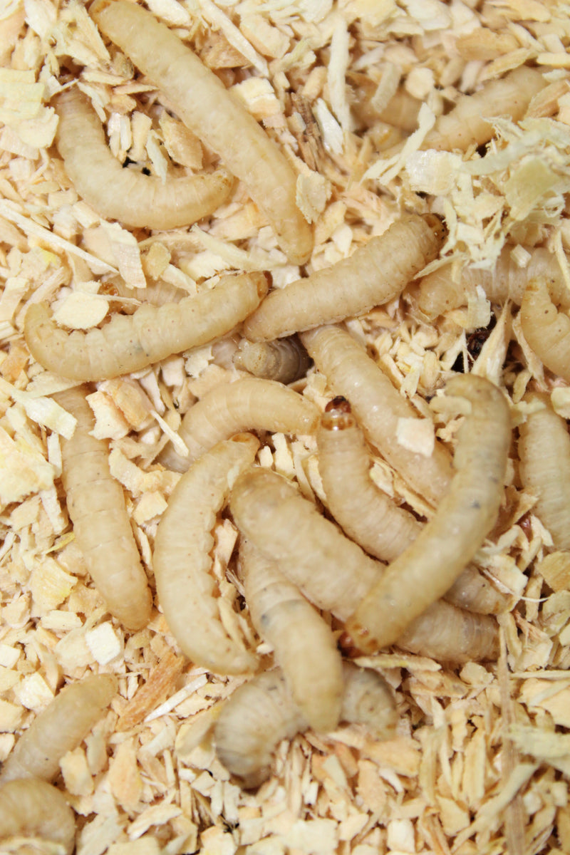 Happy Healthy Wax Worms-please read about shipping below – Happy