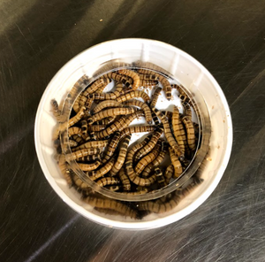 Large Feeder Dish with superworms