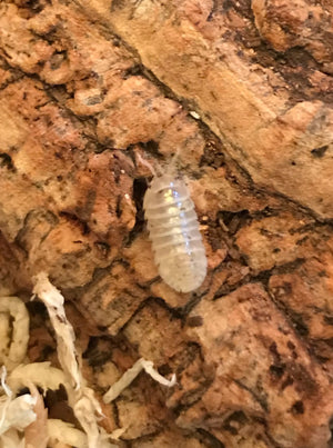 Induvial Magic Potion Isopod