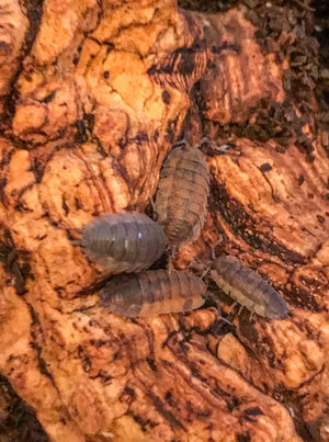Group of lava isopods on cork bark