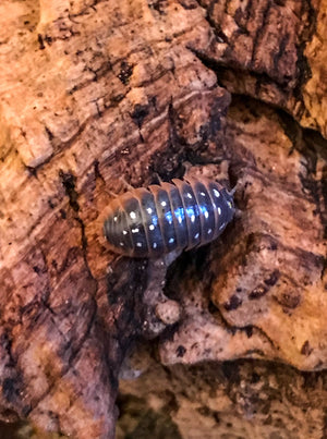 Individual Clown Isopod