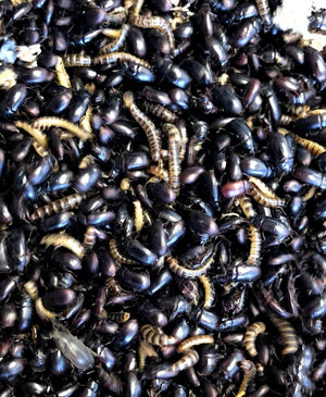 Lesser mealworms and buffalo beetles close up
