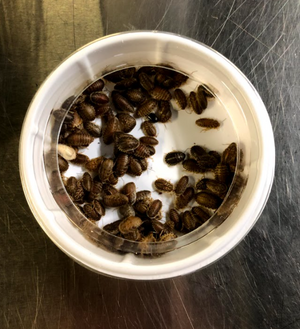 Small Feeder Dish with dubia roaches in it