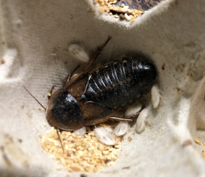 Adult Female Dubia Roaches with babies