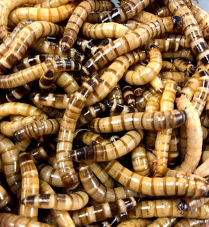 Superworms for sale in bulk