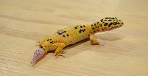 What to do if your Leopard Gecko losses its tail