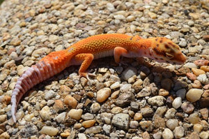 Preparing a Leopard Gecko to Breed