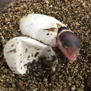 Leopard Gecko Egg Development