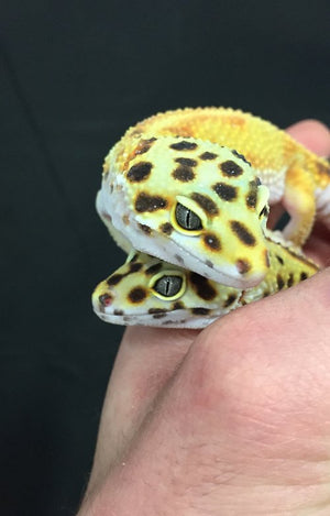 Why Leopard Geckos Make Great Pets