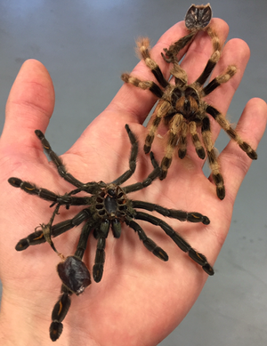 Preserving Tarantula Molts!