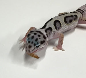 How we feed our Leopard Geckos