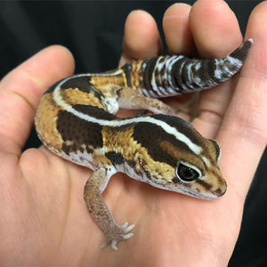 African Fat-Tailed Geckos