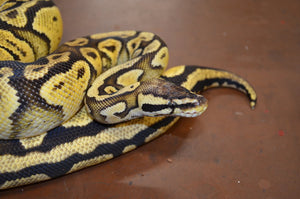 Ball Pythons