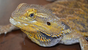 Bearded Dragon