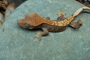 Crested Geckos