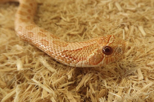 Western Hognoses