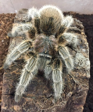 Tarantulas