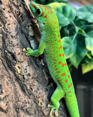 Day Geckos